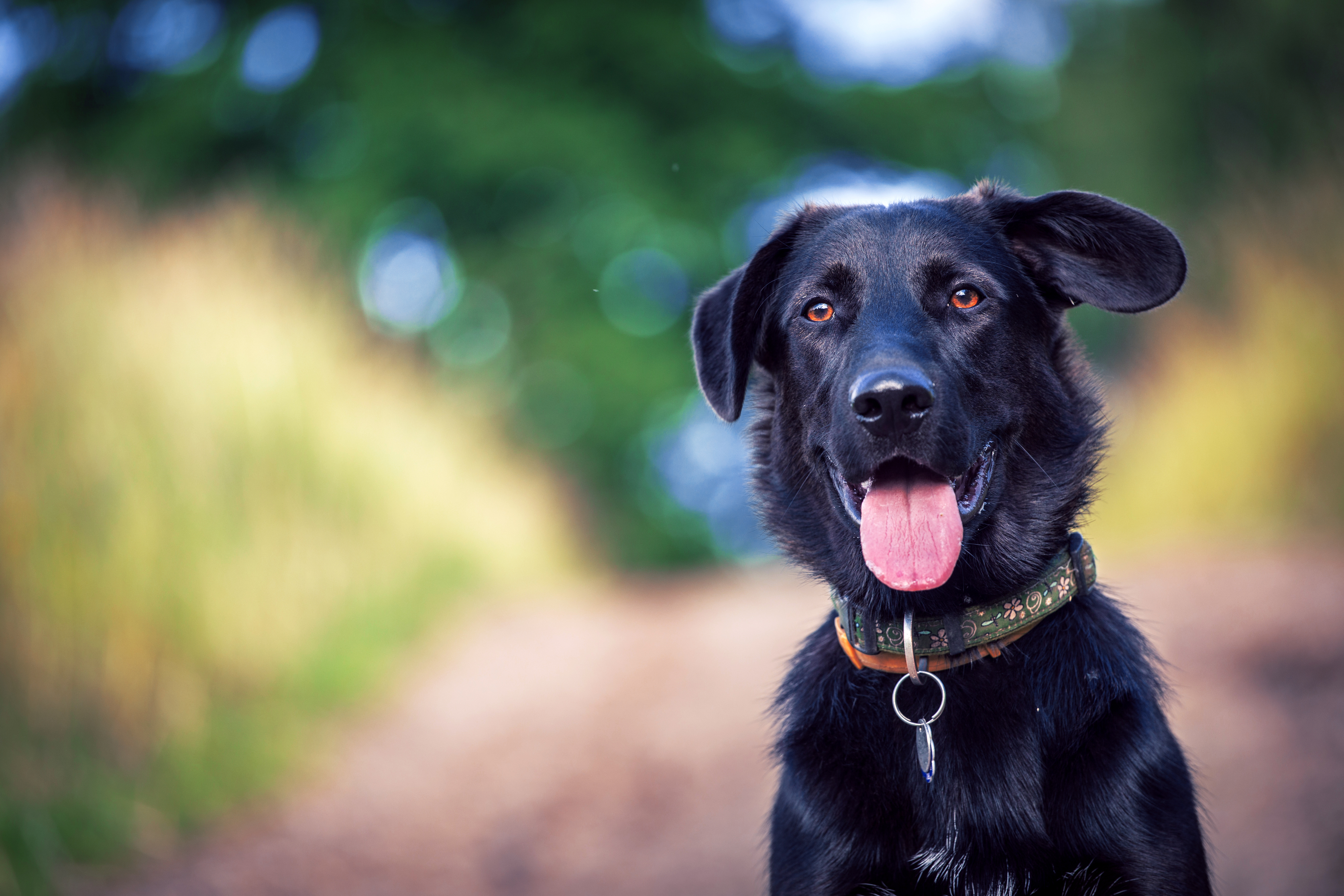 Estate Planning and Our Four Legged Friends